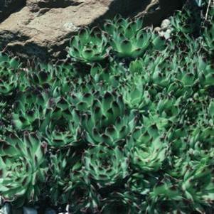 1450 units available! Pre-Order Qty: 0