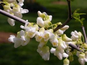 9 units available! Pre-Order Qty: 0