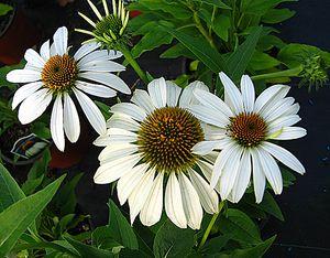 271 units available! Pre-Order Qty: 0