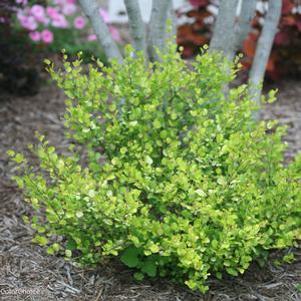 13 units available! Pre-Order Qty: 0