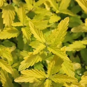 7 units available! Pre-Order Qty: 0