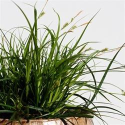 240 units available! Pre-Order Qty: 0