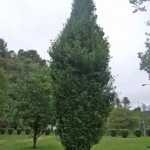 0 units available! Pre-Order Qty: 29