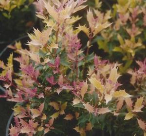 22 units available! Pre-Order Qty: 0