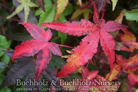 3 units available! Pre-Order Qty: 0