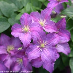 12 units available! Pre-Order Qty: 0