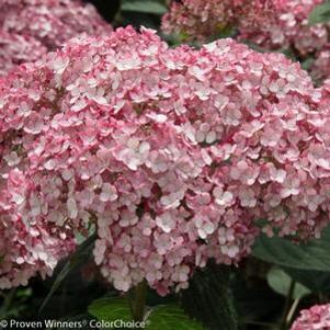 4 units available! Pre-Order Qty: 0