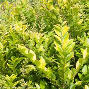 6 units available! Pre-Order Qty: 0