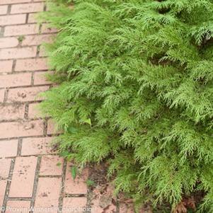 9 units available! Pre-Order Qty: 0