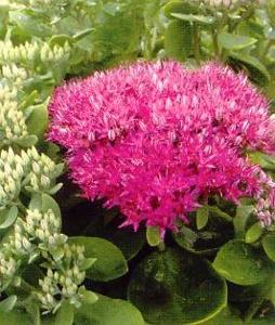 50 units available! Pre-Order Qty: 0