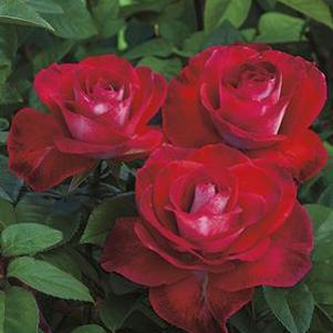 1 units available! Pre-Order Qty: 0