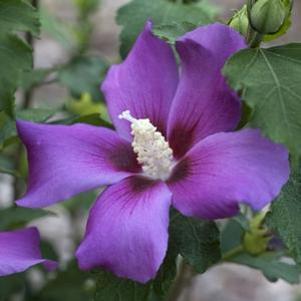 0 units available! Pre-Order Qty: 0