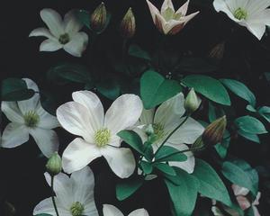 5 units available! Pre-Order Qty: 0