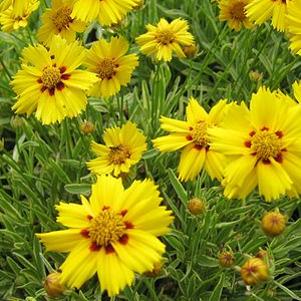 10 units available! Pre-Order Qty: 0