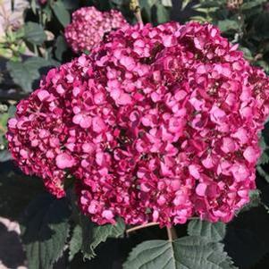 1 units available! Pre-Order Qty: 15