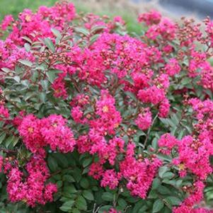 3 units available! Pre-Order Qty: 0