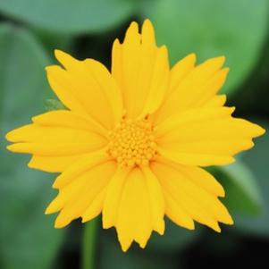 99 units available! Pre-Order Qty: 0