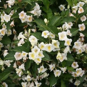 5 units available! Pre-Order Qty: 0