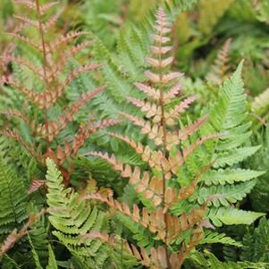 1526 units available! Pre-Order Qty: 0