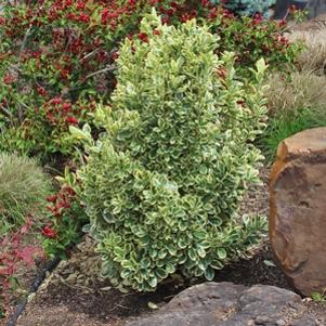 1101 units available! Pre-Order Qty: 0