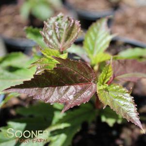 20 units available! Pre-Order Qty: 0