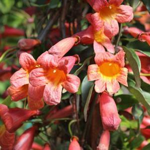 3 units available! Pre-Order Qty: 0