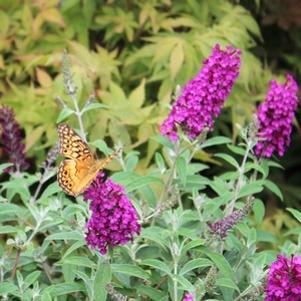 20 units available! Pre-Order Qty: 0