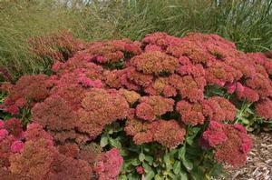 597 units available! Pre-Order Qty: 0