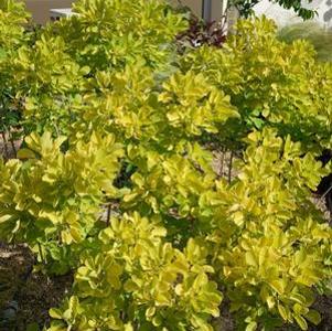 14 units available! Pre-Order Qty: 0