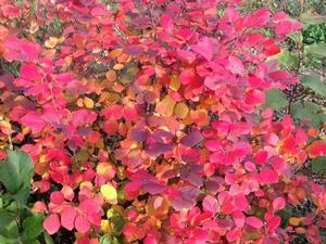 10 units available! Pre-Order Qty: 0