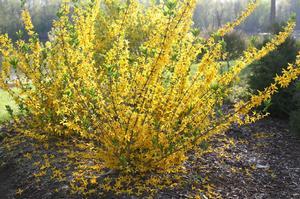 95 units available! Pre-Order Qty: 0