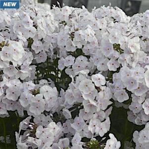 15 units available! Pre-Order Qty: 0