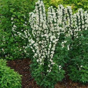 12 units available! Pre-Order Qty: 0