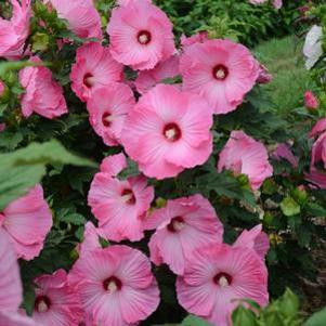 8 units available! Pre-Order Qty: 0