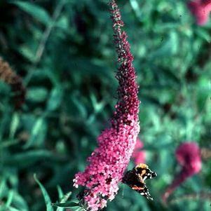 10 units available! Pre-Order Qty: 0