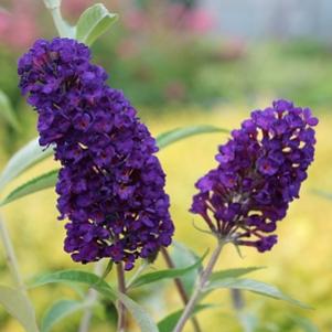 18 units available! Pre-Order Qty: 0