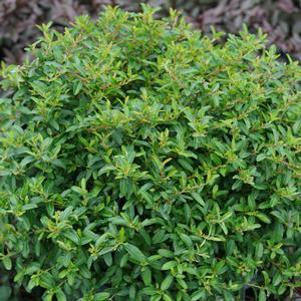 8 units available! Pre-Order Qty: 9