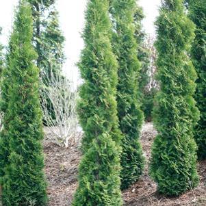 15 units available! Pre-Order Qty: 0