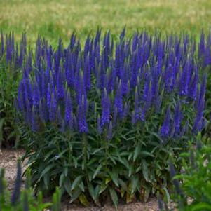 9 units available! Pre-Order Qty: 0