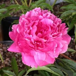 503 units available! Pre-Order Qty: 0