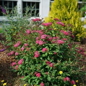 1 units available! Pre-Order Qty: 13