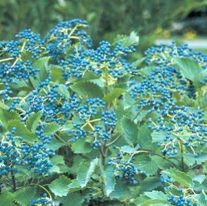 25 units available! Pre-Order Qty: 0