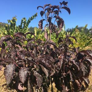 0 units available! Pre-Order Qty: 4