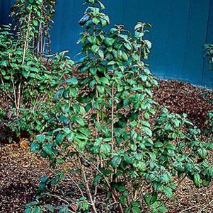 10 units available! Pre-Order Qty: 0