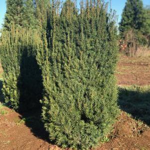 2 units available! Pre-Order Qty: 1