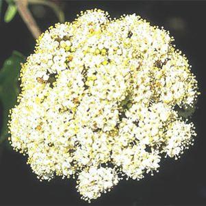 50 units available! Pre-Order Qty: 0