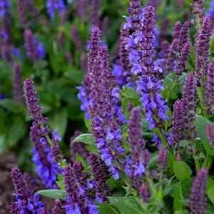 35 units available! Pre-Order Qty: 0