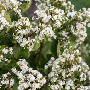 7 units available! Pre-Order Qty: 0