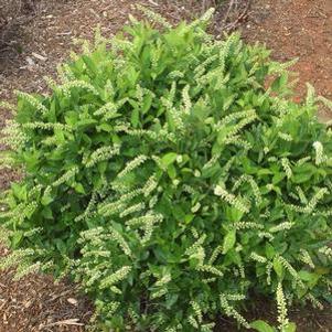 28 units available! Pre-Order Qty: 0