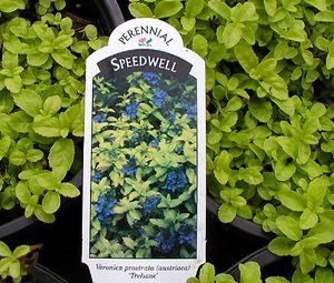 47 units available! Pre-Order Qty: 0